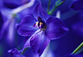 DELPHINIUM BLUE BEES, DELPHINIUM