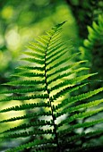 FERN