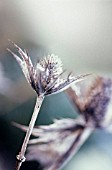 ERYNGIUM GIGANTEUM MISS WILMOTTS GHOST, SEA HOLLY - MISS WILMOTTS GHOST