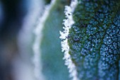 FROST ON LEAF EDGE