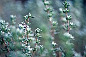 THYMUS VULGARIS, THYME