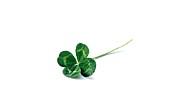 TRIFOLIUM, CLOVER