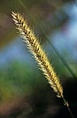 PENNISETUM MACROURUM, AFRICAN FEATHER GRASS