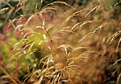 DESCHAMPSIA CESPITOSA, TUFTED HAIR GRASS