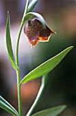 FRITILLARIA MESSANENSIS ‘ATLANTICA’, FRITILLARY