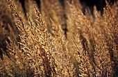 CALAMOGROSTIS X ACUTIFLORA KARL FOERSTER, FEATHER REED GRASS