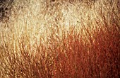 GOLDEN GRASS