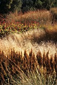 PANICUM VIRGATUM, SWITCH GRASS