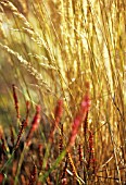 CALAMOGROSTIS X ACUTIFLORA KARL FOERSTER, FEATHER REED GRASS