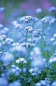 MYOSOTIS, FORGET-ME-NOT