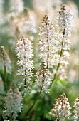 TIARELLA CORDIFOLIA, FOAMFLOWER