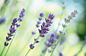 LAVANDULA AUGUSTIFOLIA, LAVENDER