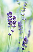 LAVANDULA AUGUSTIFOLIA, LAVENDER