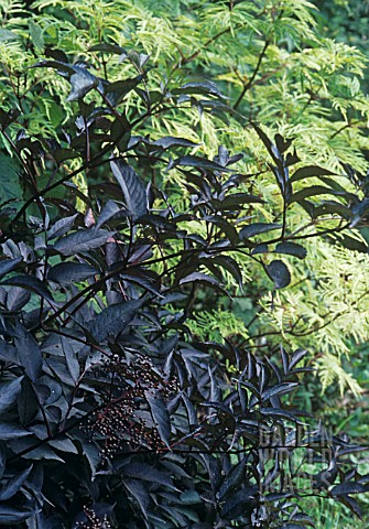 SAMBUCUS_NIGRA_ELDER