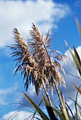 CORDATERIA, PAMPAS GRASS