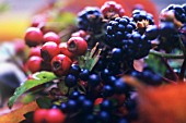 RUBUS ULMIFOLIUS, BLACKBERRY