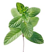 MENTHA SPICATA, MINT - SPEARMINT