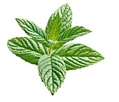 MENTHA SPICATA, MINT - SPEARMINT