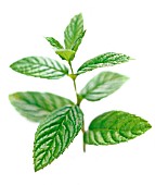 MENTHA SPICATA, MINT - SPEARMINT