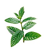 MENTHA SPICATA, MINT - SPEARMINT