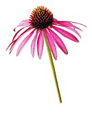 ECHINACEA, ECHINACEA, PURPLE CONEFLOWER