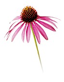 ECHINACEA PURPUREA, ECHINACEA, PURPLE CONEFLOWER