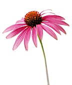 ECHINACEA PURPUREA, ECHINACEA, PURPLE CONEFLOWER