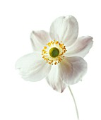 ANEMONE JAPONICA, (JAPANESE ANEMONE)