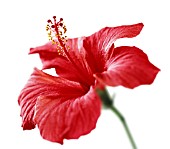 HIBISCUS ROSA-SINENSIS, HIBISCUS