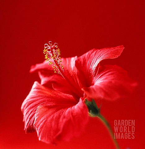 HIBISCUS_ROSASINENSIS_HIBISCUS