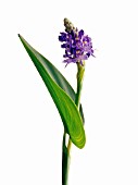 PONTEDERIA CORDATA ‘LANCEOLATA’, PICKEREL WEED