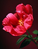 PAEONIA, PEONY