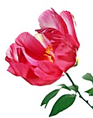 PAEONIA, PEONY