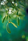 VISCUM ALBUM, MISTLETOE