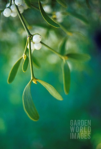 VISCUM_ALBUM_MISTLETOE