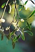 VISCUM ALBUM, MISTLETOE