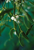 VISCUM ALBUM, MISTLETOE