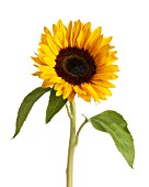 HELIANTHUS ANNUS, SUNFLOWER