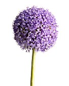 ALLIUM ‘GLOBEMASTER’, ALLIUM