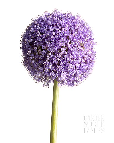 ALLIUM_GLOBEMASTER_ALLIUM