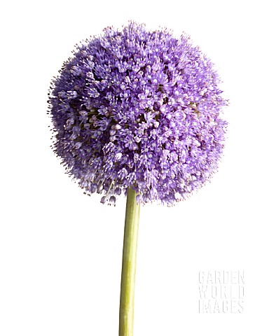 ALLIUM_GLOBEMASTER_ALLIUM