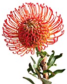 LEUCOSPERMUM CORDIFOLIUM, PINCUSHION