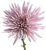 CHRYSANTHEMUM, CHRYSANTHEMUM