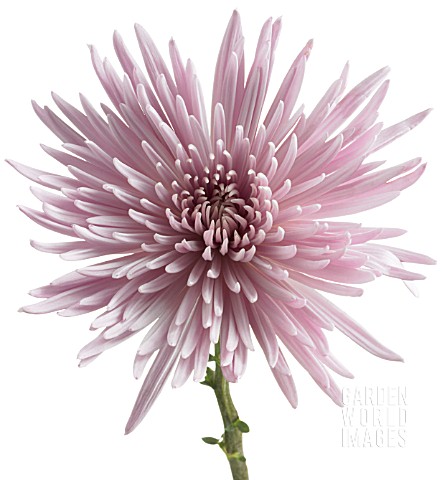 CHRYSANTHEMUM_CHRYSANTHEMUM