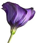 EUSTOMA, LISIANTHUS