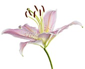 LILIUM STAR GAZER, LILY