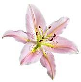 LILIUM STAR GAZER, LILY