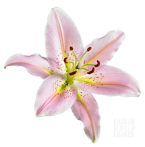 LILIUM_STAR_GAZER_LILY