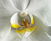 PHALAENOPSIS, ORCHID - MOTH ORCHID