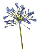 AGAPANTHUS (BLUE)